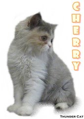 Chery - Persian Cat