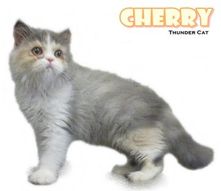 Chery - Persian Cat