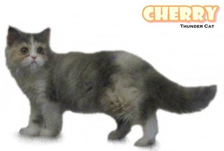 Chery - Persian Cat