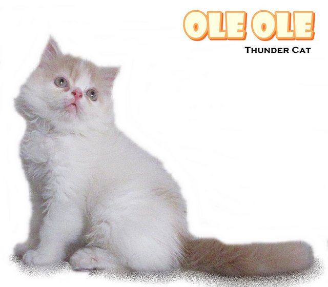 Ole Ole - Persian Cat