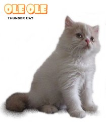 Ole Ole - Persian Cat