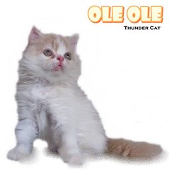 Ole Ole - Persian Cat