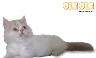 Ole Ole - Persian Cat