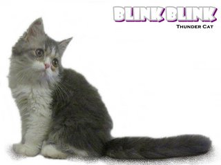 Blinkblink - Persian Cat