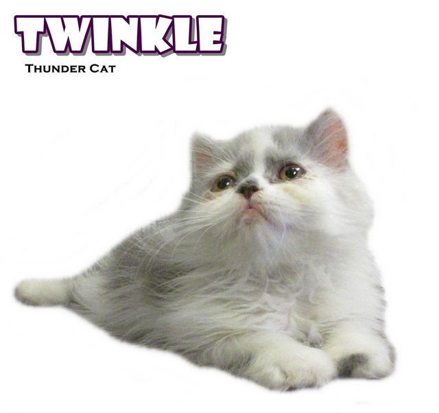 Twinkletwinkle - Persian Cat