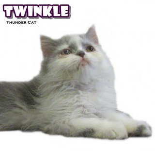 Twinkletwinkle - Persian Cat