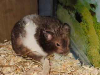 Karupaiya - Syrian / Golden Hamster Hamster