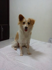 Ezhil - Mixed Breed Dog