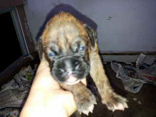 Boxer (Imported N Champion Line) - Boxer Dog