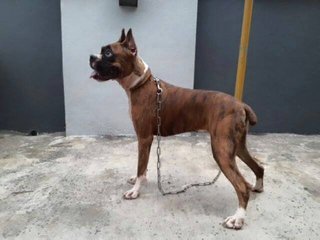 Boxer (Imported N Champion Line) - Boxer Dog