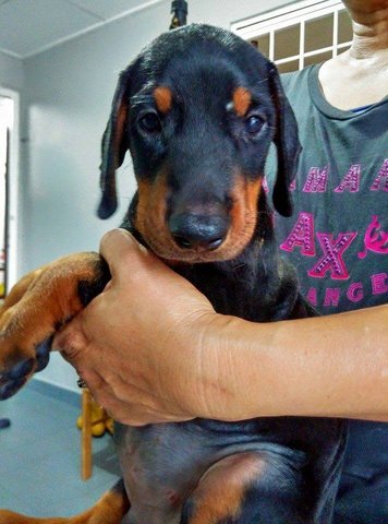 Dobermann ( Father Mal Champion.) - Doberman Pinscher Dog