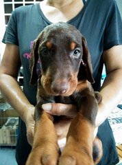 Dobermann ( Father Mal Champion.) - Doberman Pinscher Dog