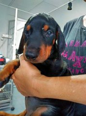 Dobermann ( Father Mal Champion.) - Doberman Pinscher Dog