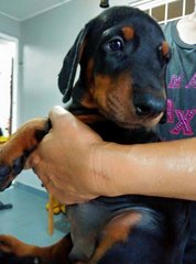 Dobermann ( Father Mal Champion.) - Doberman Pinscher Dog