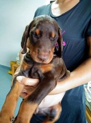 Dobermann ( Father Mal Champion.) - Doberman Pinscher Dog