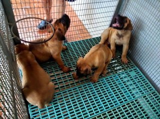 Boerboel (Sourt Africa Mastiff)  - Boerboel Dog