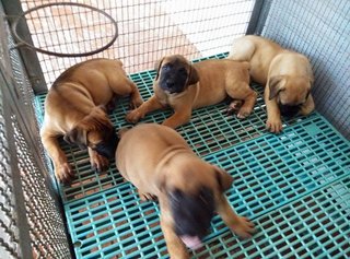 Boerboel (Sourt Africa Mastiff)  - Boerboel Dog