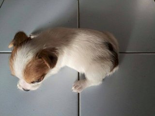 Jack Russel Terrier For Sale - Jack Russell Terrier Dog