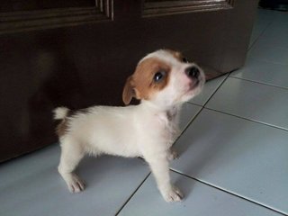 Jack Russel Terrier For Sale - Jack Russell Terrier Dog