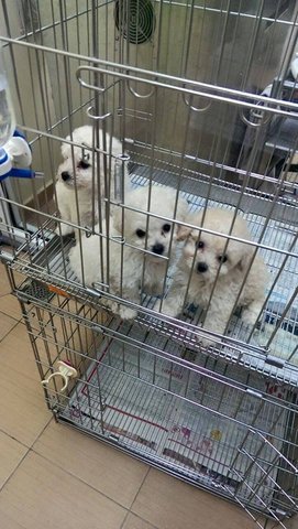 Toy Poodle (Creamy White) - Poodle Dog