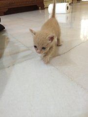 Suit And Tie - Domestic Short Hair Cat