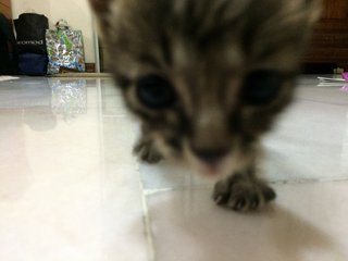 Suit And Tie - Domestic Short Hair Cat