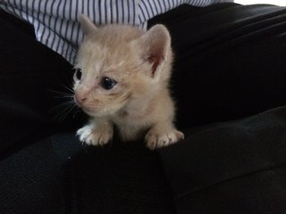 Suit And Tie - Domestic Short Hair Cat