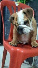 Bulldog Puppy (Imported With Cert) - English Bulldog Dog