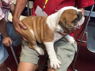 Bulldog Puppy (Imported With Cert) - English Bulldog Dog