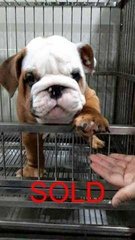 Bulldog Puppy (Imported With Cert) - English Bulldog Dog