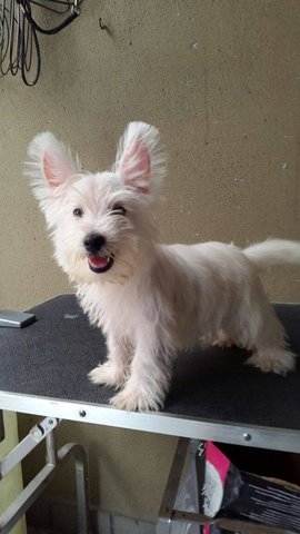 Westie Puppy For Sale (Imp Line) - West Highland White Terrier Westie Dog