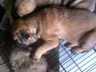 Bullmastiff Puppy Parent Imp. Cham. - Bullmastiff Dog