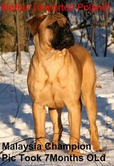 Bullmastiff Puppy Parent Imp. Cham. - Bullmastiff Dog