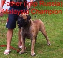 Bullmastiff Puppy Parent Imp. Cham. - Bullmastiff Dog