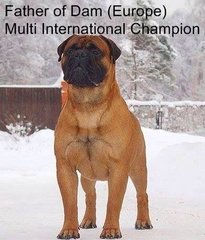 Bullmastiff Puppy Parent Imp. Cham. - Bullmastiff Dog