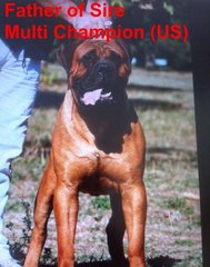 Bullmastiff Puppy Parent Imp. Cham. - Bullmastiff Dog