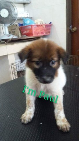 Paul (Ipoh) - Mixed Breed Dog