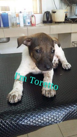 Toretto (Ipoh) - Mixed Breed Dog