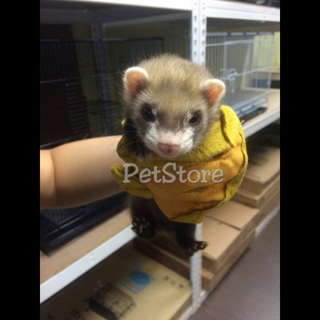 Ferret - Ferret Small & Furry