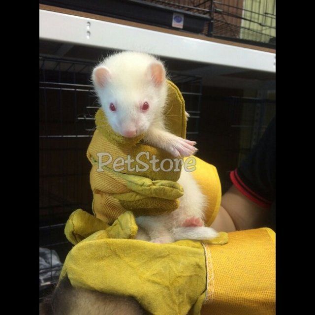 Albino Ferret - Ferret Small & Furry