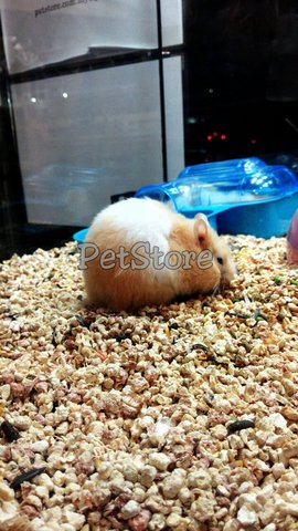 Syrian Hamster - Common Hamster Hamster