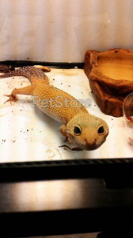 Shtct Leopard Gecko - Gecko Reptile