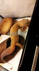 Shtct Leopard Gecko - Gecko Reptile