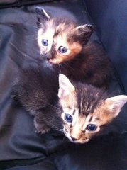 Sweet Sisters - Domestic Short Hair Cat