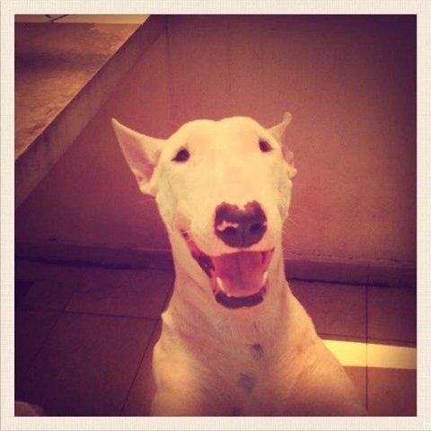 Sushi - Bull Terrier Dog