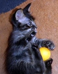 Playing with my ping pong ball