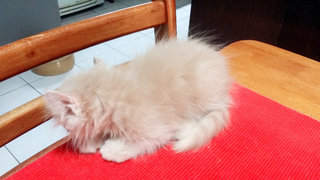 PF68121 - American Curl + Domestic Long Hair Cat