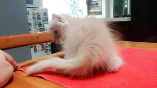 PF68121 - American Curl + Domestic Long Hair Cat