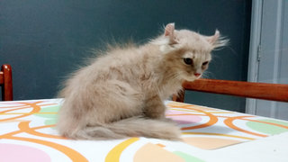 PF68121 - American Curl + Domestic Long Hair Cat