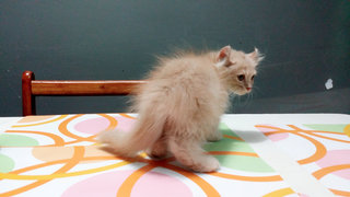 PF68121 - American Curl + Domestic Long Hair Cat